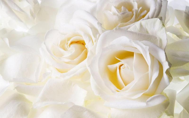 纯洁高贵白玫瑰,高清壁纸图片,鲜花背景-回车桌面