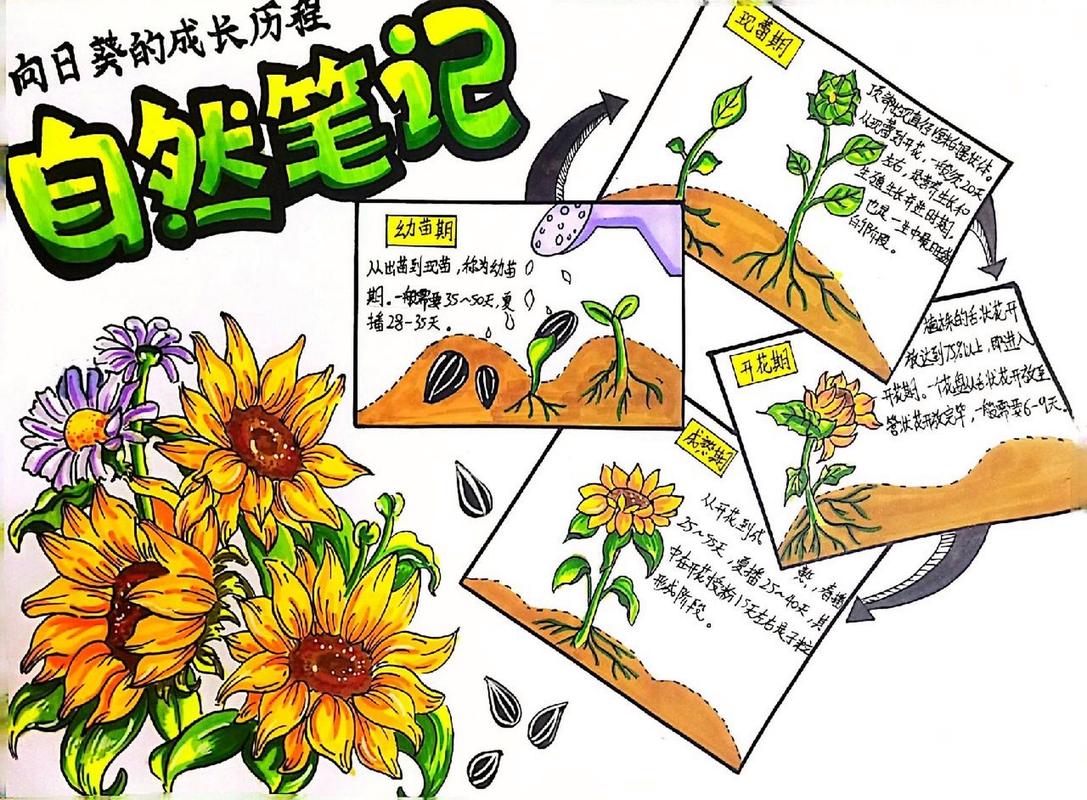 自然笔记—向日葵的成长历程 向日葵的成长历程     需要临摹的可直接