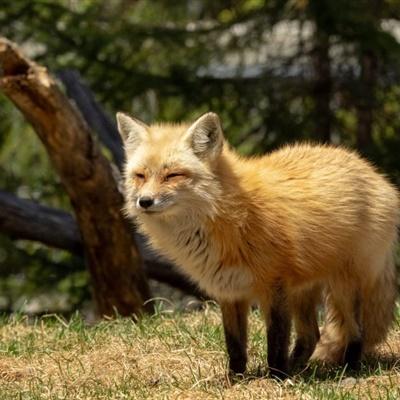 可爱狐狸头像聪明狡猾的狐狸图片