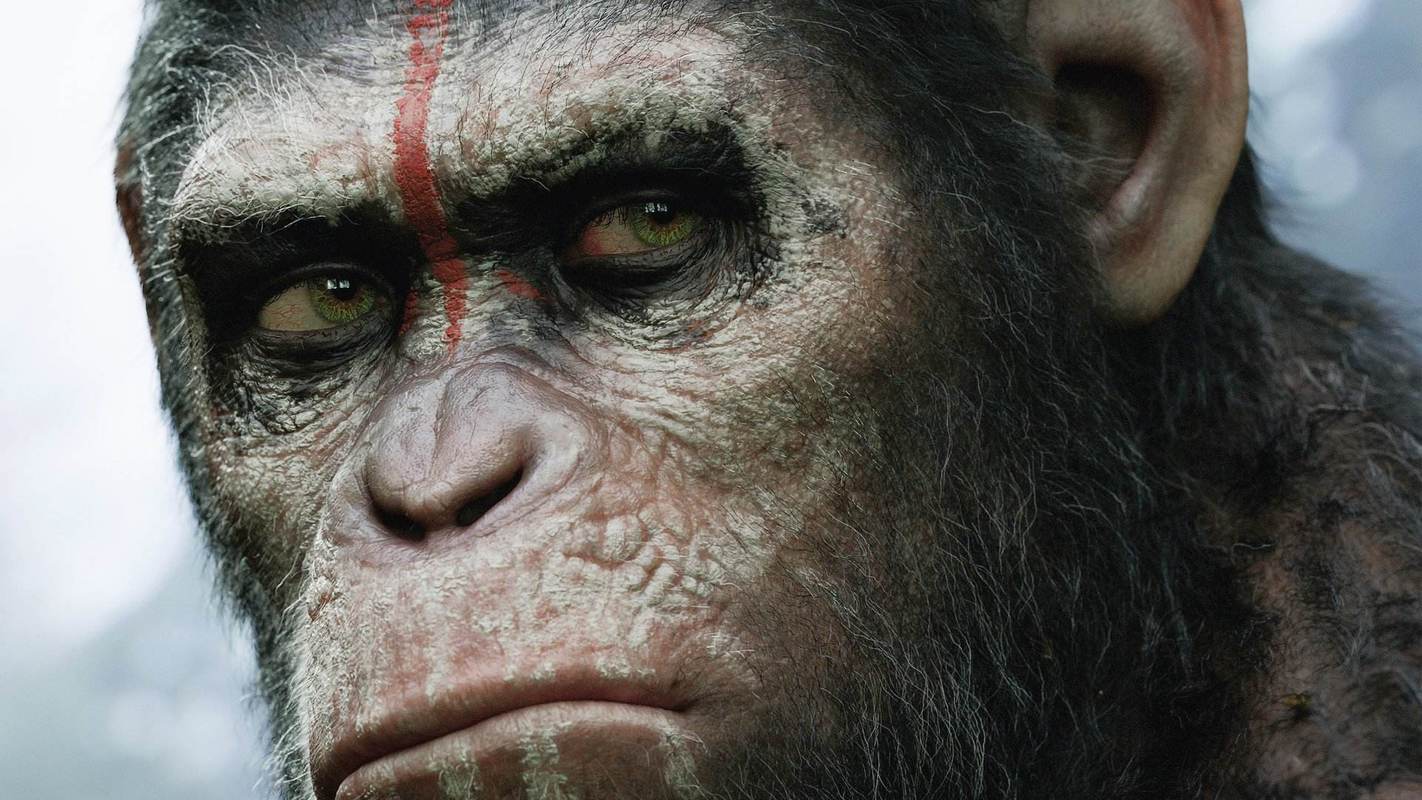 卷尾猴步入石器时代3000年,会成为下一个人类吗?