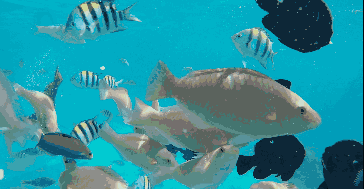 海底鱼动态壁纸和屏保