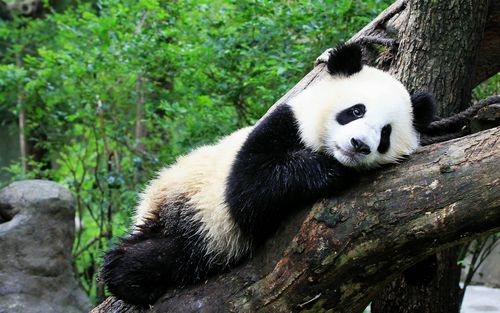 可爱中国熊猫摄影高清壁纸