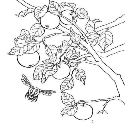 植物简笔画大全,秋天的植物简笔画图片,怎么画秋天的柿子树简笔画画法
