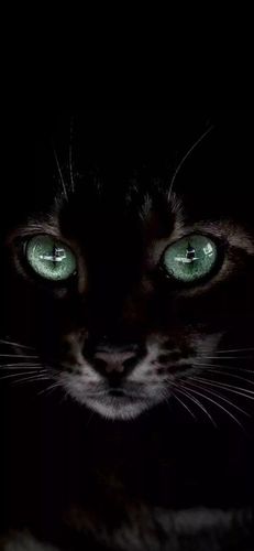 黑猫睁眼锁屏壁纸