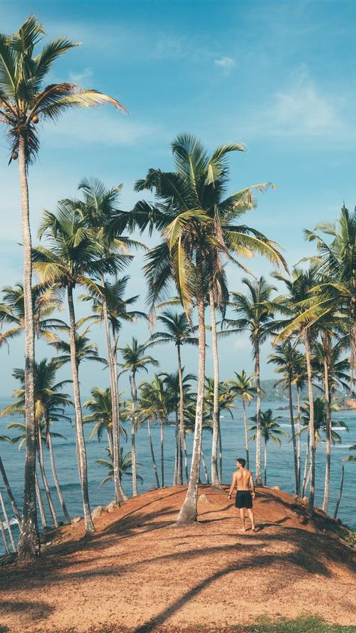 棕榈树,男人,海 iphone 壁纸