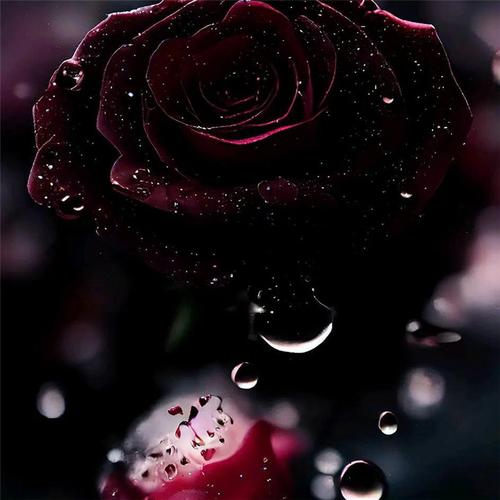 玫瑰花图片唯美头像 高级浪漫最好看的玫瑰花头像_植物头像_头像屋