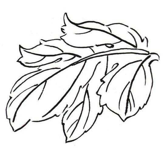 白描菊花的绘画步骤(2)