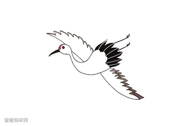 飞翔的白鹤的图片简笔画