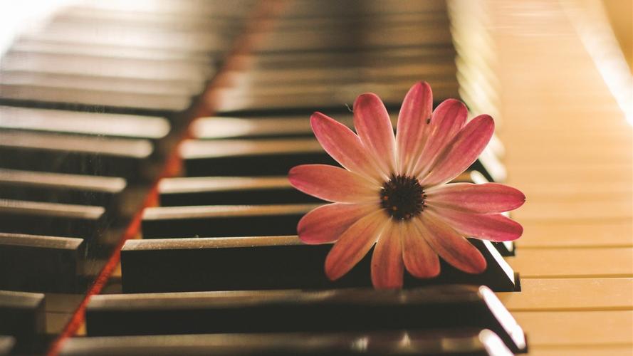 粉红色的花,钢琴,音乐主题 iphone 壁纸
