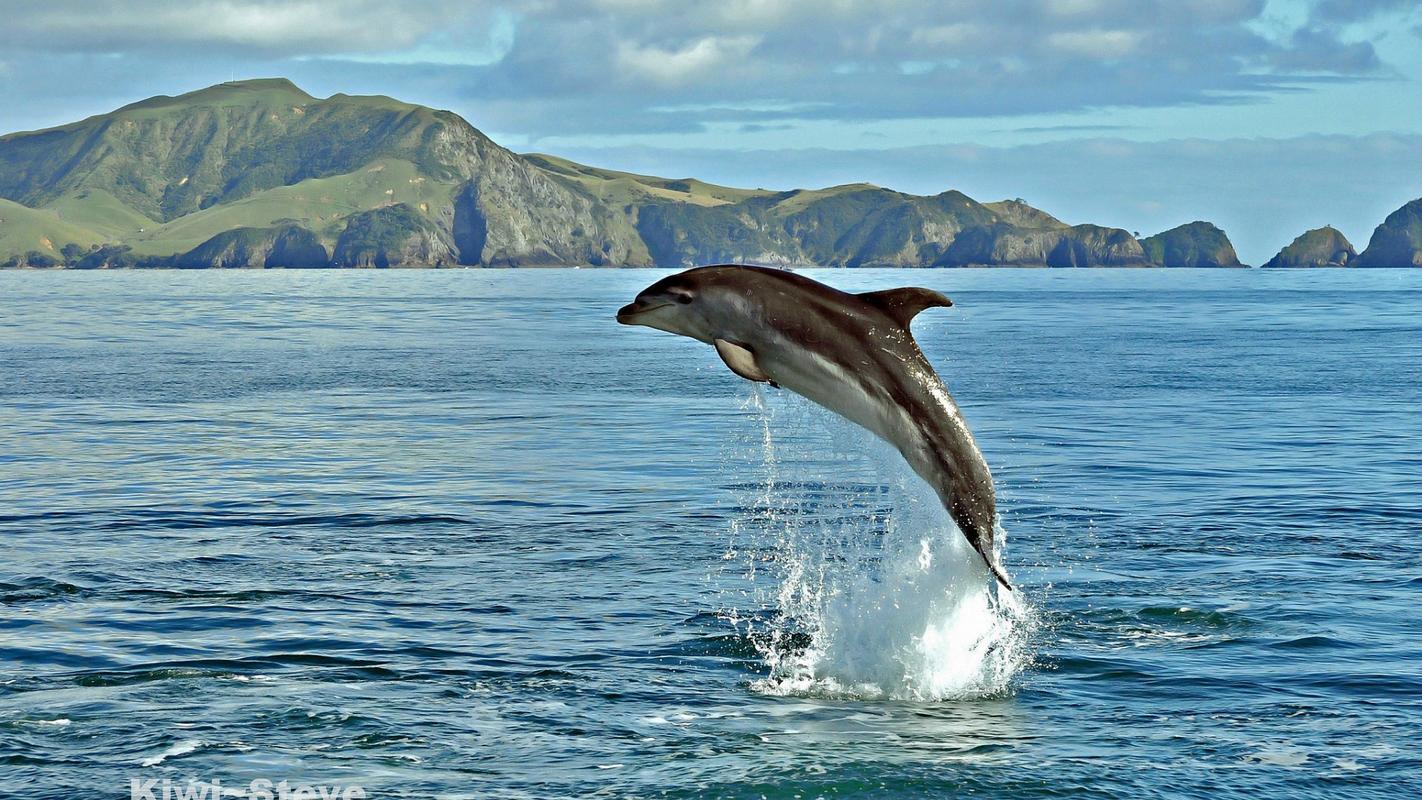 可爱的海豚桌面壁纸_大海上跳跃的海豚