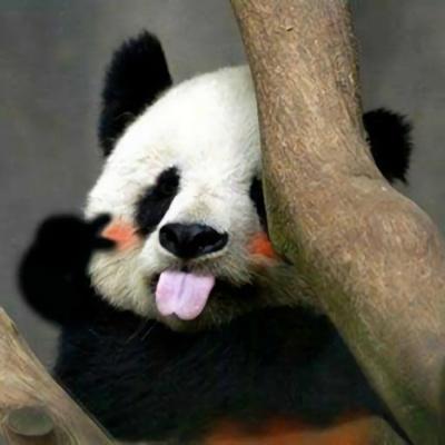 熊猫头像萌萌哒图片