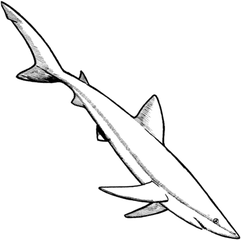 鲸鲨图片简笔画