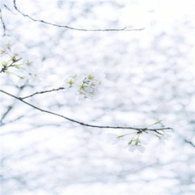 日本樱花图片头像