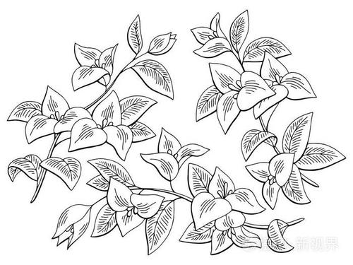 叶子花图形黑色白色隔离草图集插图向量插画-正版商用图片0uiiqq-摄图