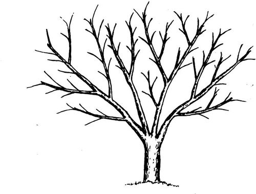 板栗的常用树形有哪些?