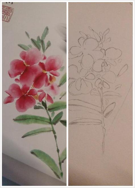 凤仙花简笔画图片从种子到开花