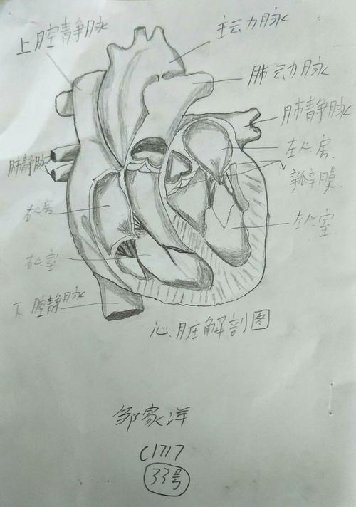 心脏结构示意图简笔画及名称