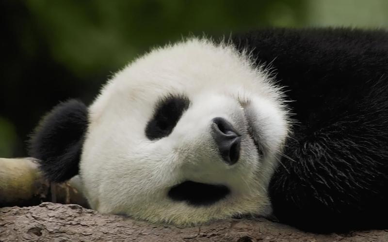 超萌大熊猫抵德, 圈粉无数, 真的太萌了