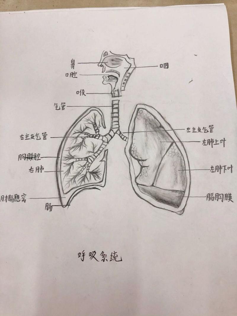 呼吸系统手绘图