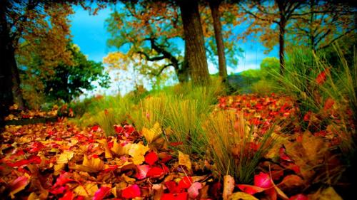 秋天风景图片 手机壁纸