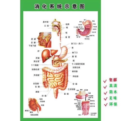 消化肠道系统结构示意图医学宣传挂图人体器官医院布置海报图片