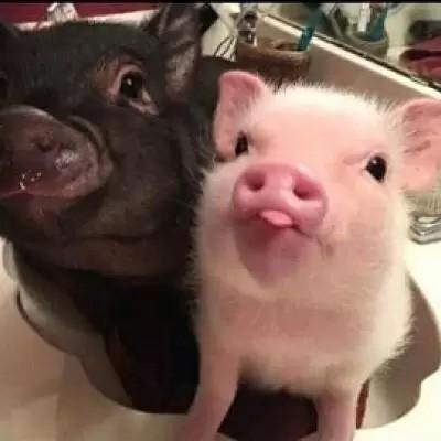 小猪情侣头像一左一右两只猪的情侣头像两张