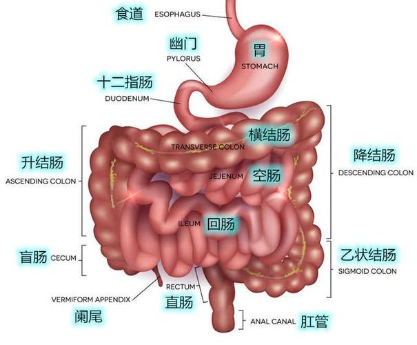肠道结构图示