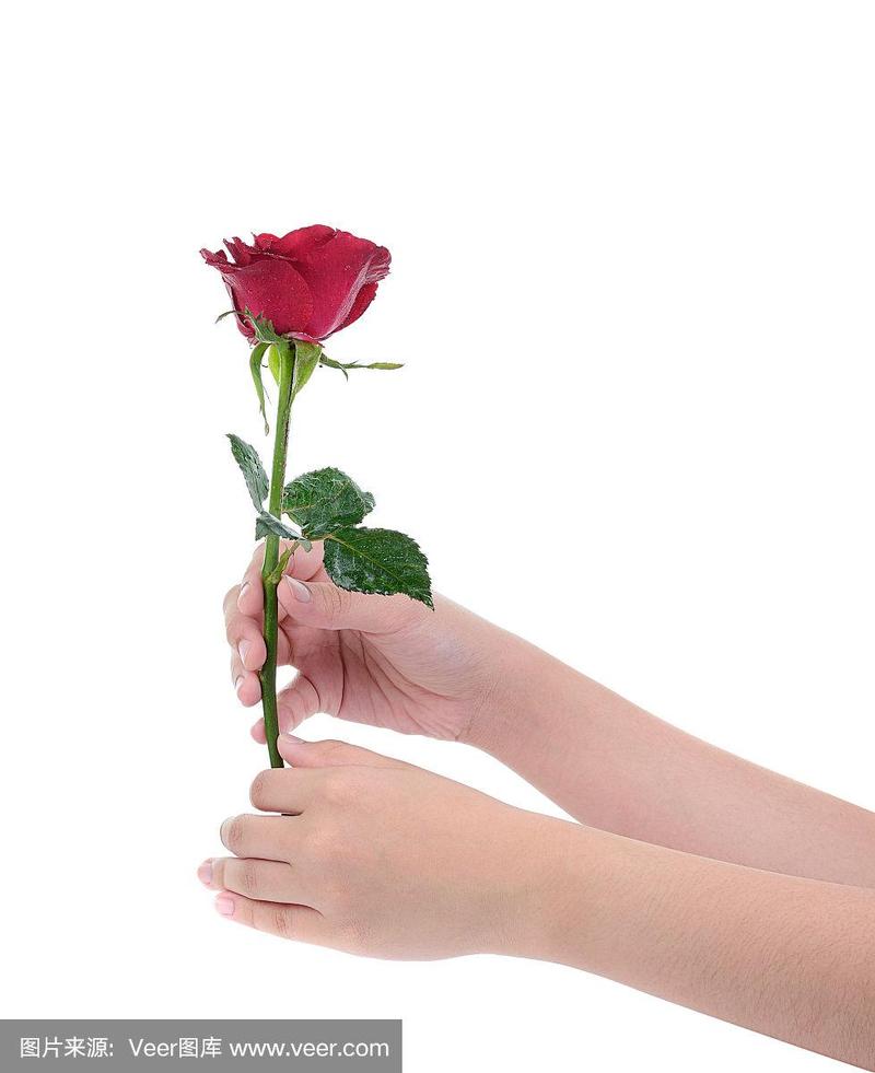 女性手捧一朵红玫瑰,孤立在白底上