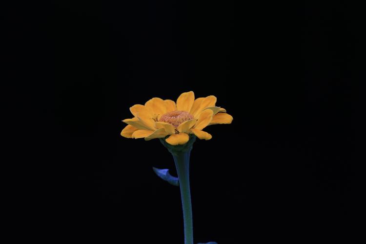 黑色背景下的花卉摄影2020,9,18