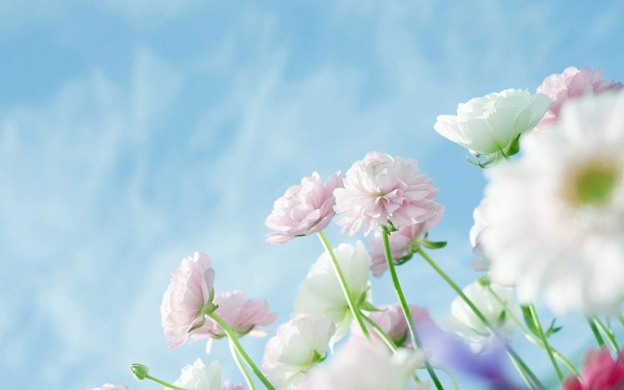小清新鲜花漂亮花朵桌面壁(二)高清大图预览1920x1200_植物壁纸下载