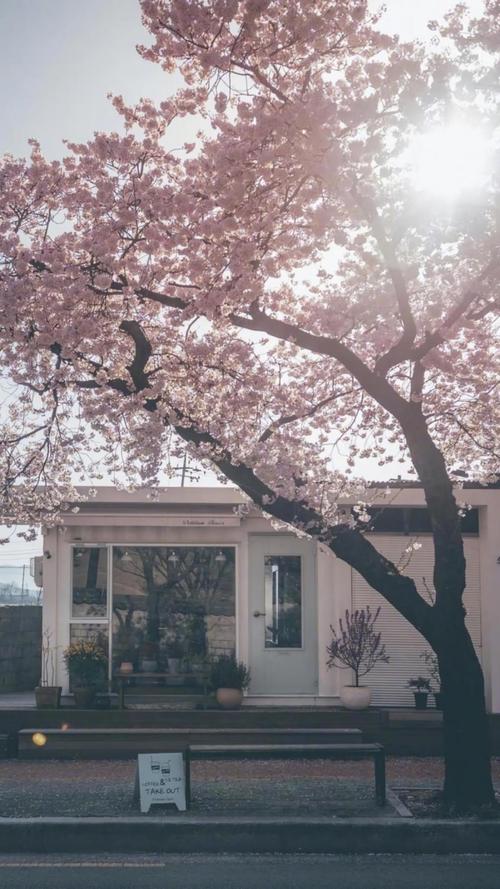 一颗樱花树唯美图片