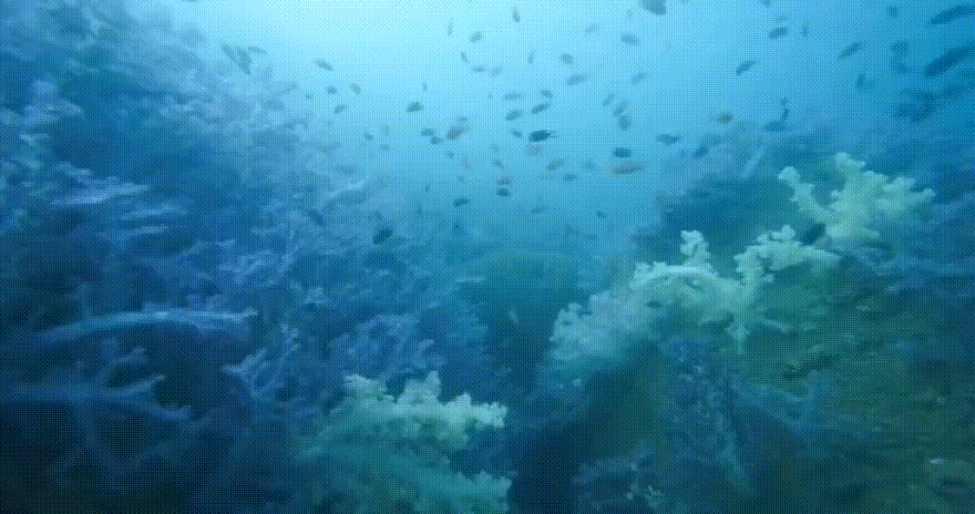 海底世界动态壁纸全屏高清120帧