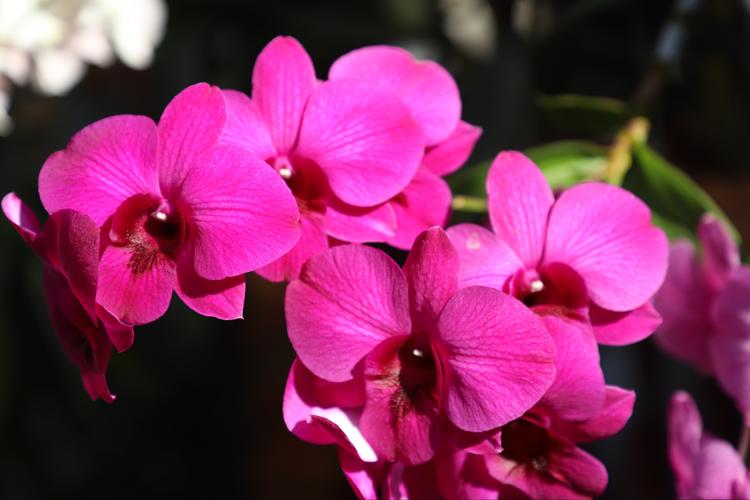 云南省西双版纳傣族自治州热带植物花卉摄影赏析