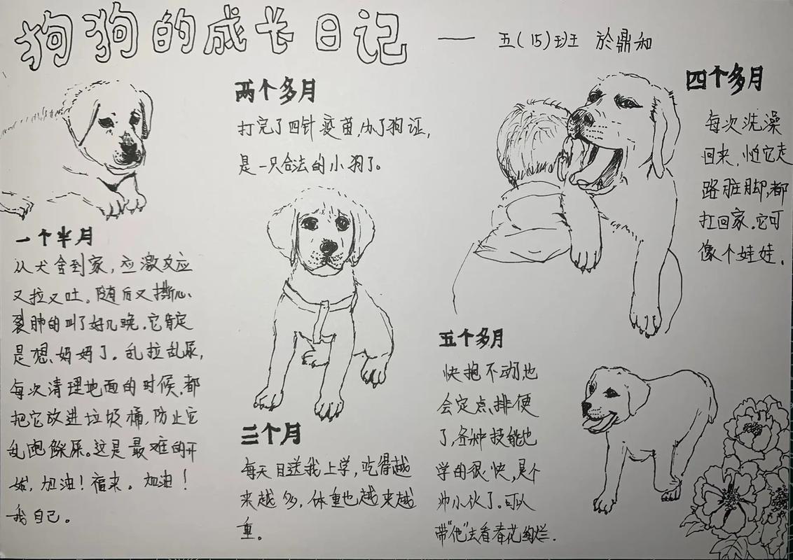 狗成长日记  #狗手抄报 #狗狗故事   画一只狗狗 - 抖音