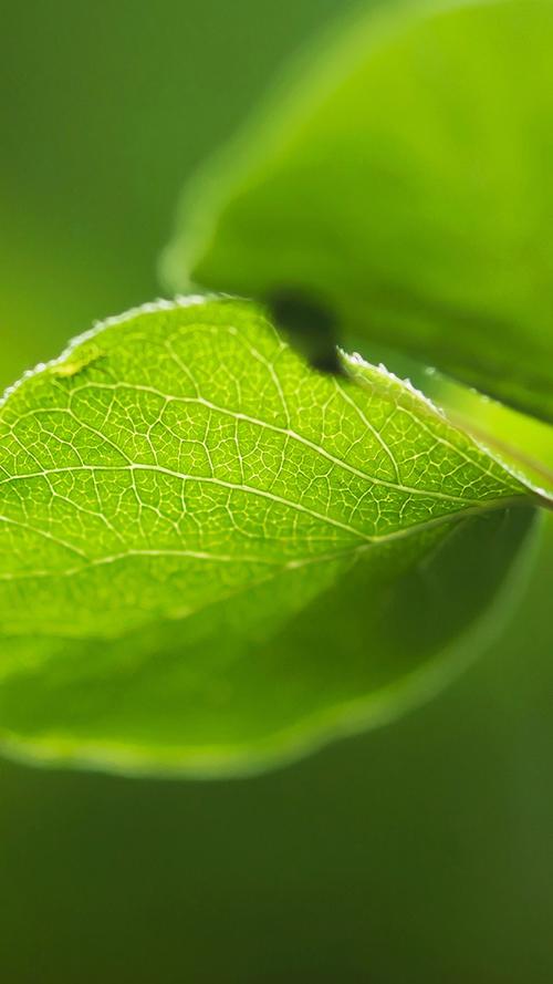 超清护眼绿色植物图片手机壁纸