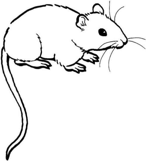 小老鼠的简笔画最简单的