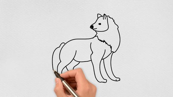 如何画北极狼简笔画