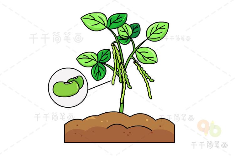 绿豆的生长过程简笔画