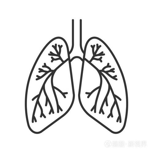 细线插图. 呼吸系统解剖. 轮廓符号. 矢量孤立轮廓图