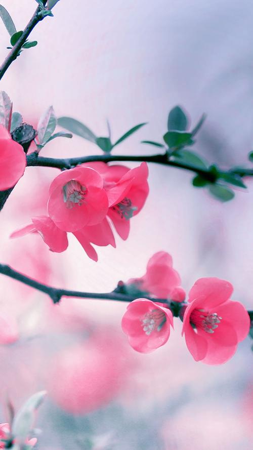 经典粉红花朵春天,植物-手机壁纸