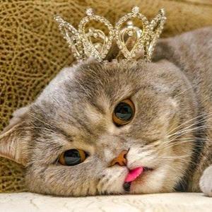 戴皇冠猫咪头像图片