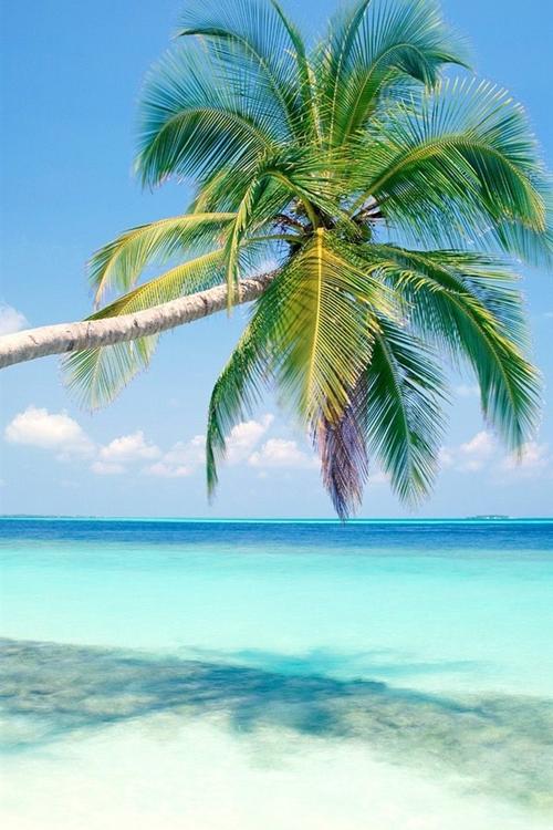 阳光沙滩椰子树高清手机壁纸