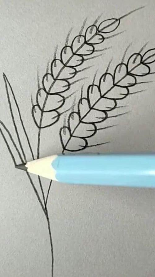 小麦怎么画简笔画一步一步