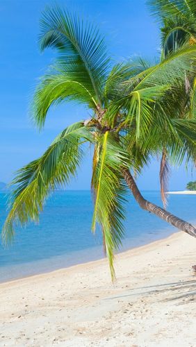 热带海滩,椰树,大海,天空,云,阳光 iphone 壁纸