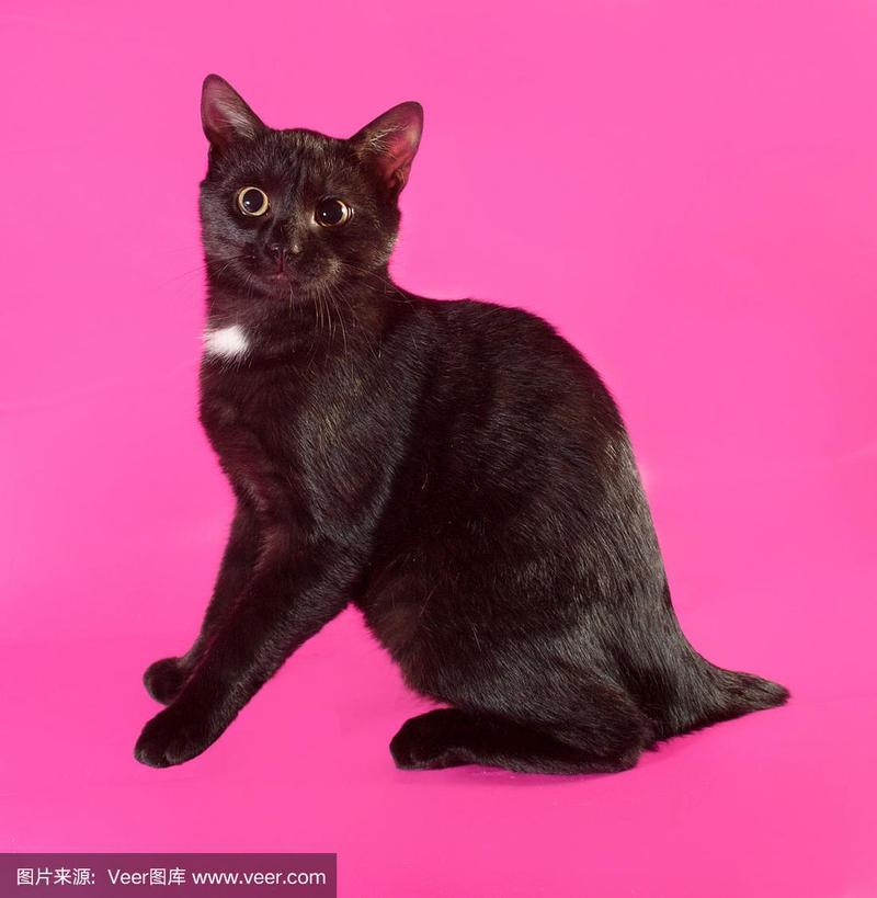黑猫坐在粉红色上