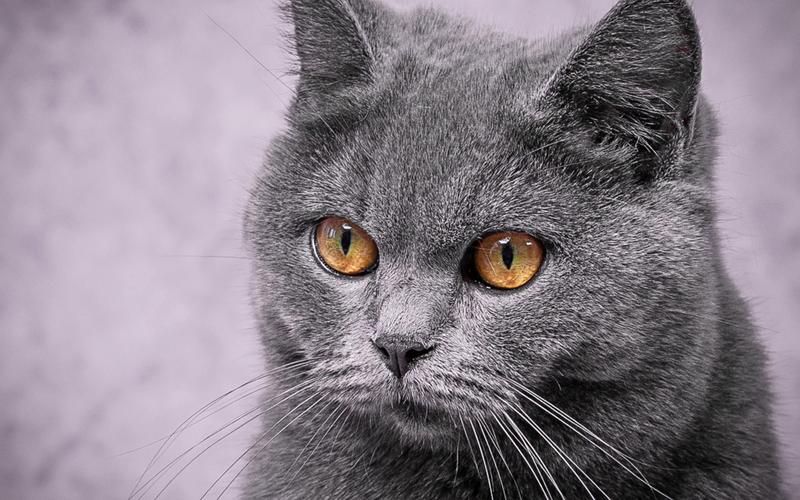 【宠物摄影】猫咪百态,可爱的英短蓝猫