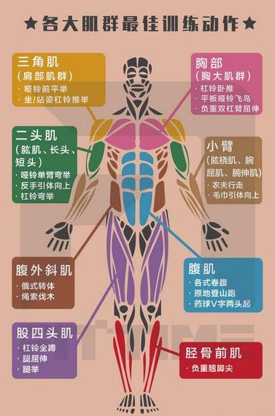 你知道人体有多少块肌肉吗你知道人体最强劲的肌肉是哪一块吗