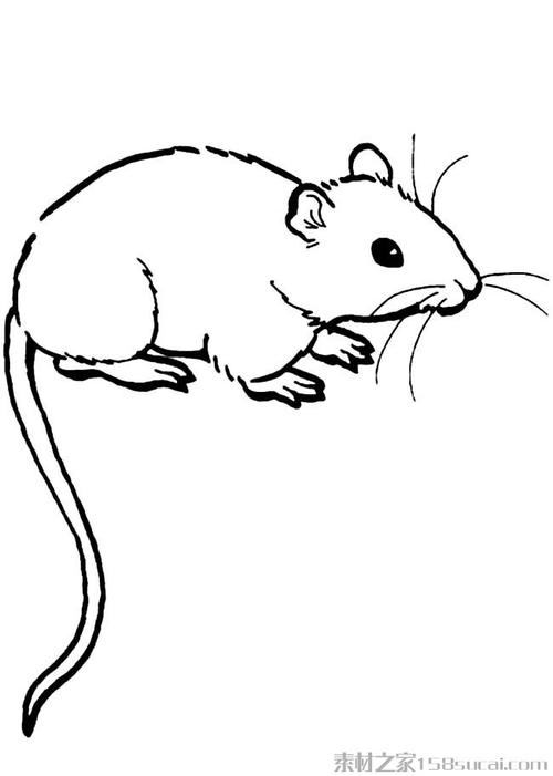 动物简笔画大全 小老鼠简笔画图片大全