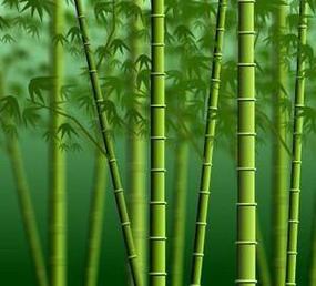 绿色竹子微信头像图片