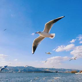 自然风景海鸥展翅翱翔蓝天白云摄影图